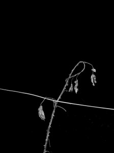 Paul Seawright 'Rose', 2014